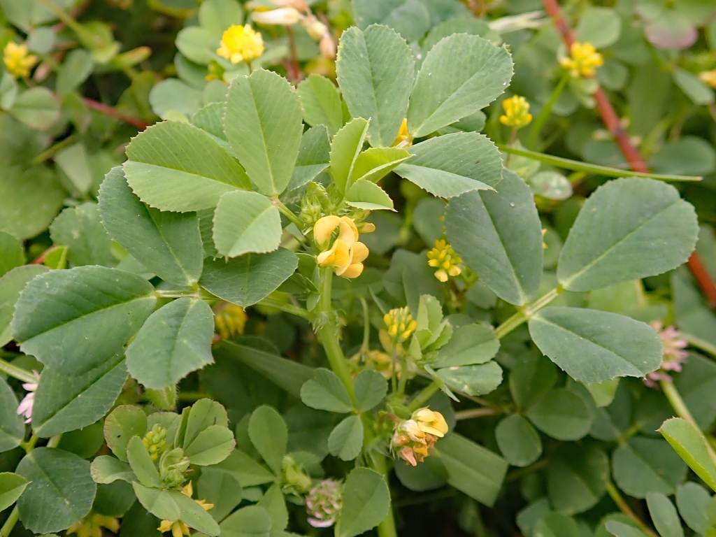 Compound leaves and small yellow 2-lipped flowers