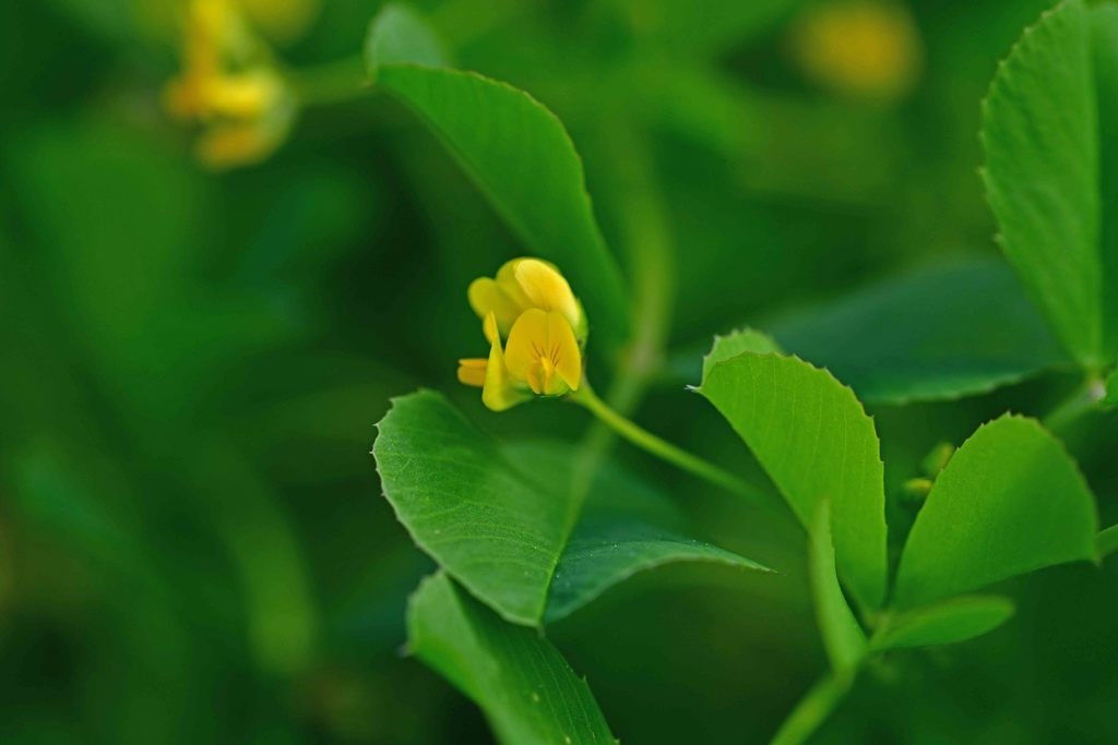Yellow 2-lipped flower