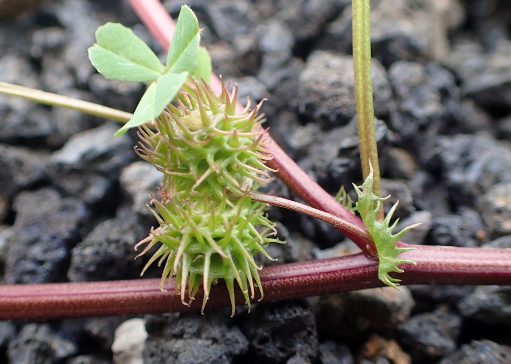 Reddish stem with fruits covered in burrs.
