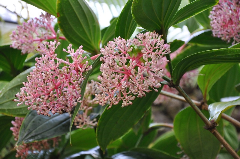 Clusters of pink flowers on pink branches