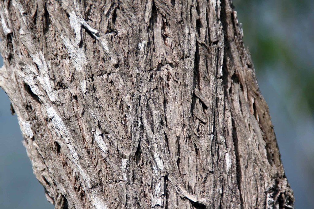 Bark