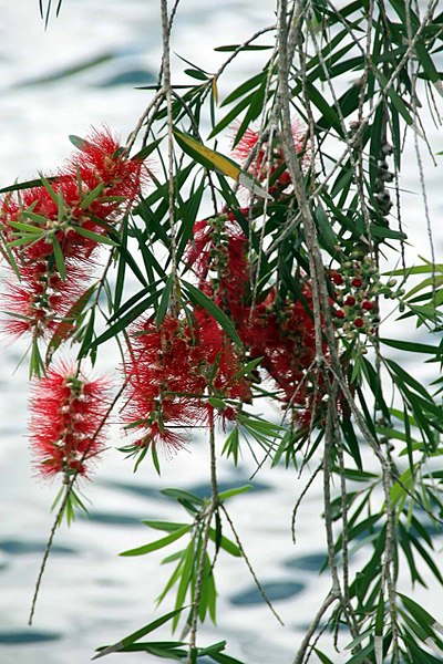 Leaves