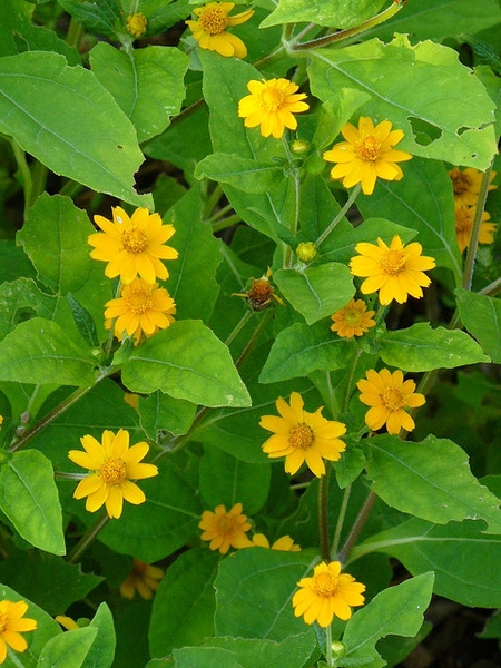 Melampodium paludosum