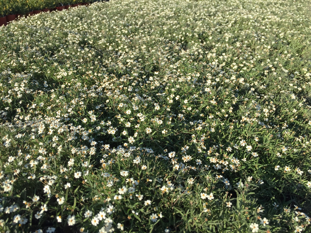 Full form in bloom