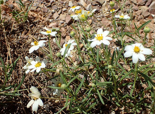 Melampodium leucanthum