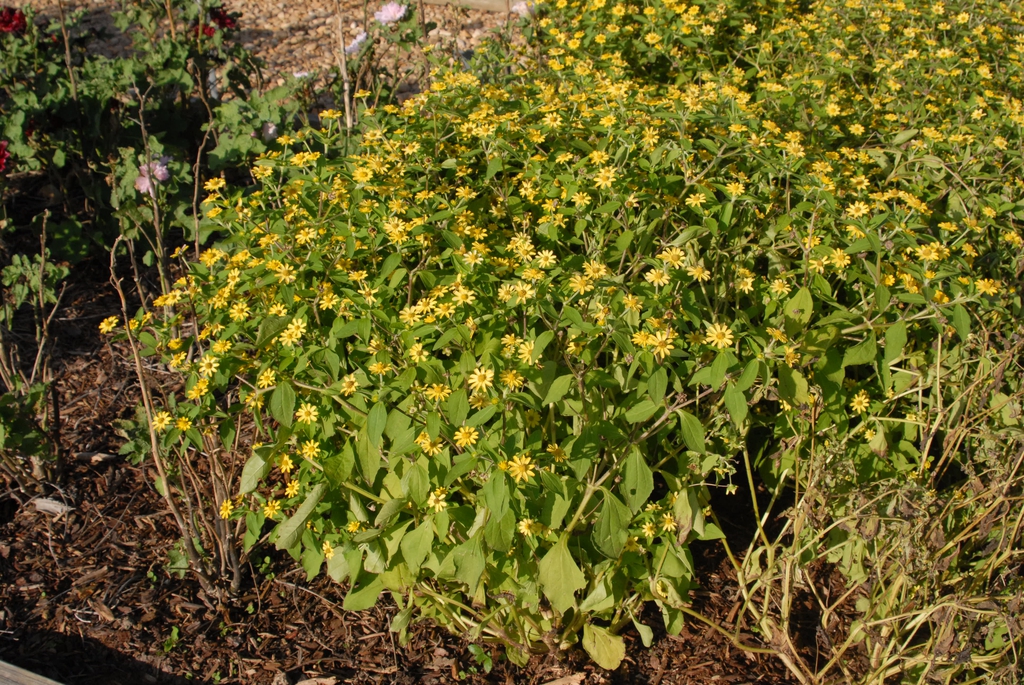 Melampodium paludosum