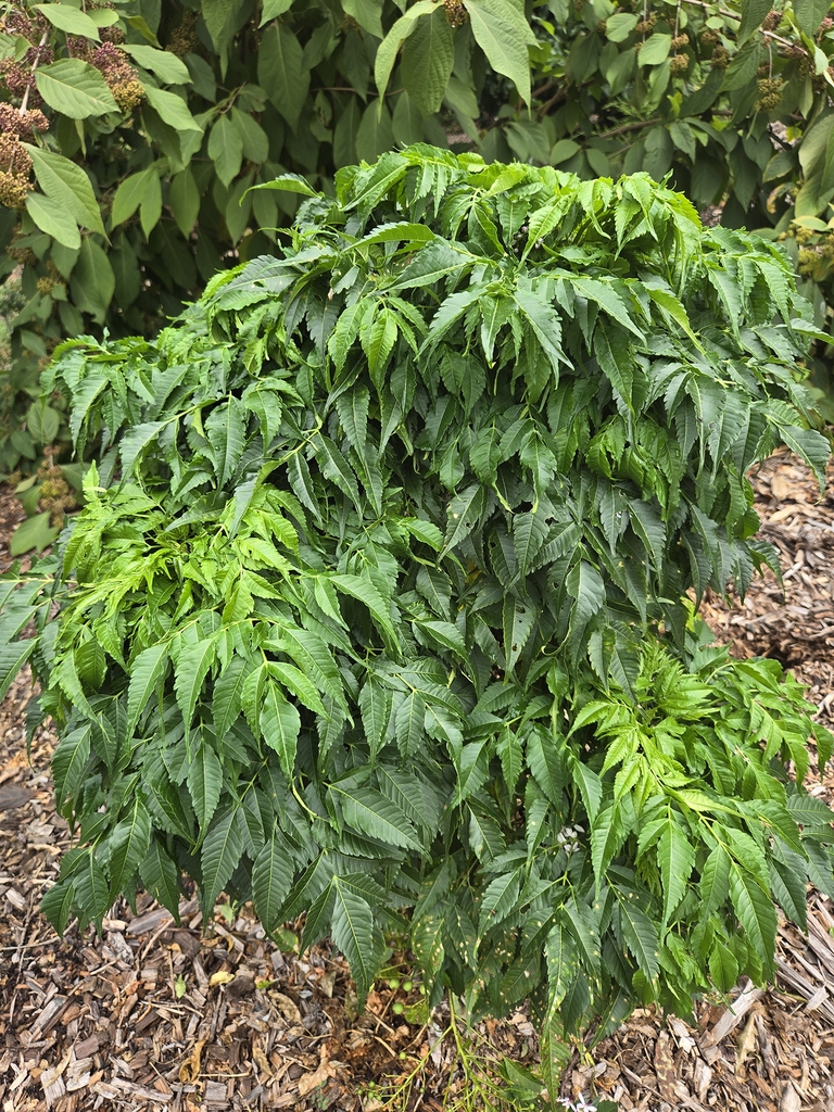 Short, dwarf shrub with a single upright stem and many leaves.