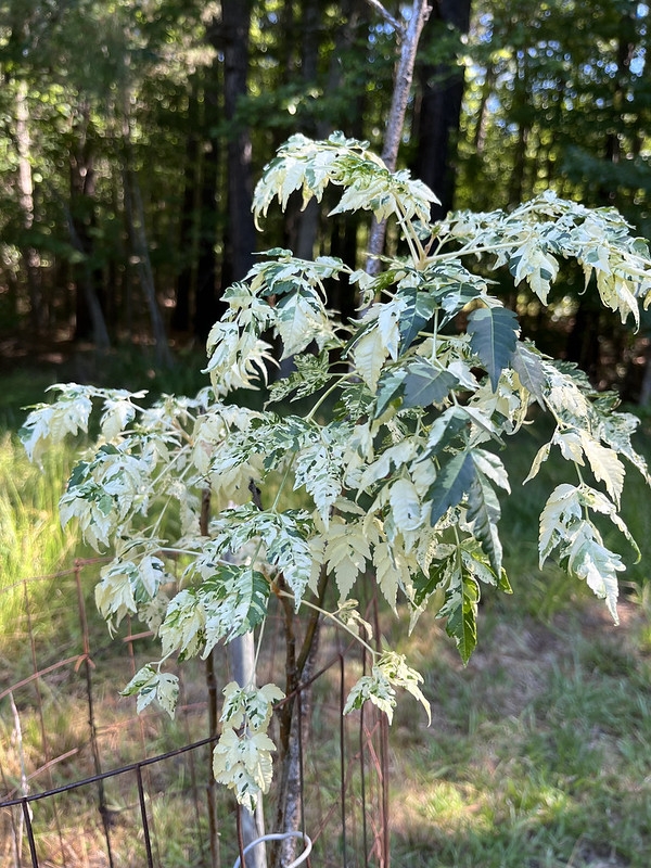 White and green variegated bipinnate leaves on a sapling.
