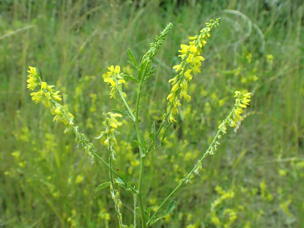 Leafy shoots with racemes of yellow legume flowers.