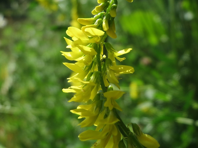 Racemes of yellow legume flowers