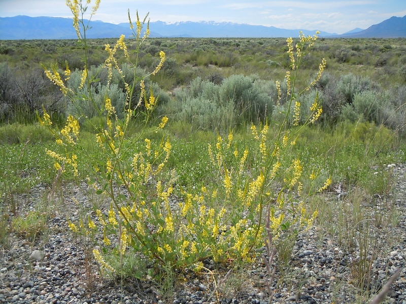Leafy shoots with racemes of yellow legume flowers.