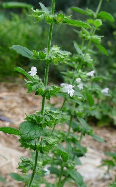 Melissa officinalis