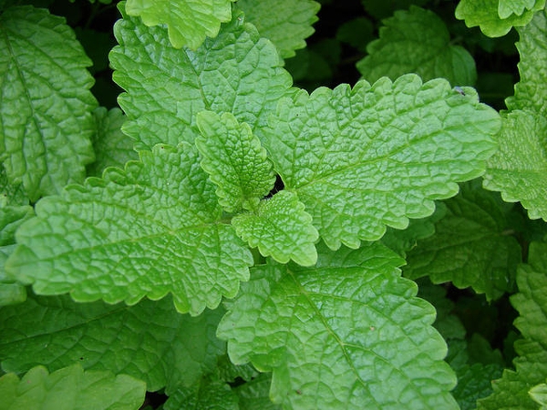 Melissa officinalis