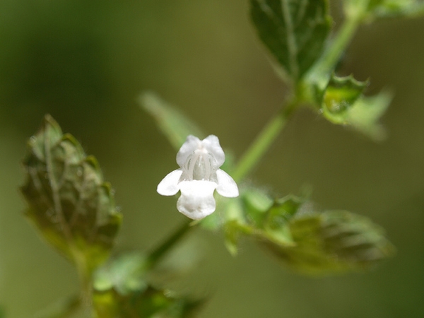 Melissa officinalis