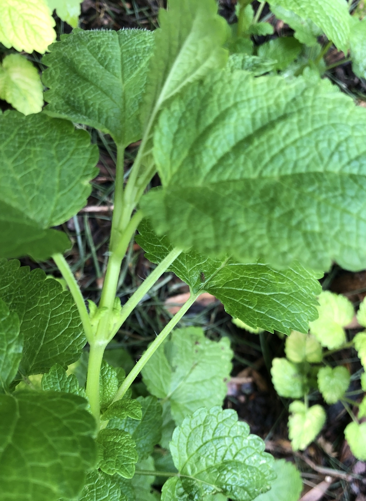 Melissa officinalis