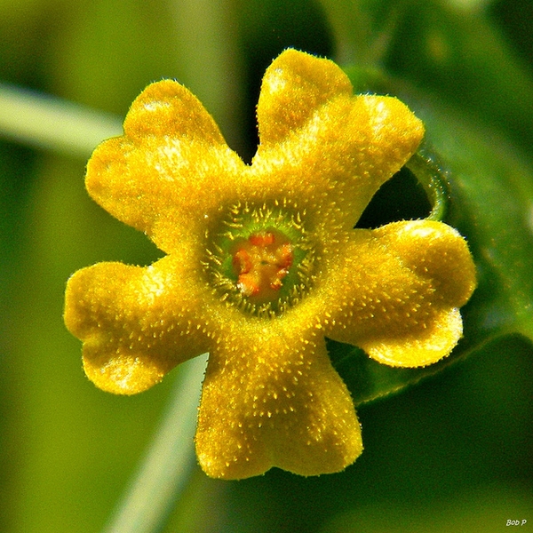 Melothria pendula, flower