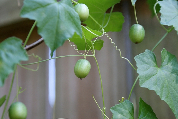 Fruit