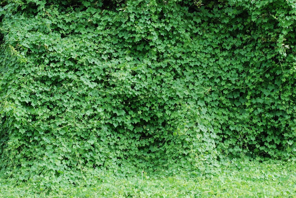 Form (Guilford County, NC)-Early Fall