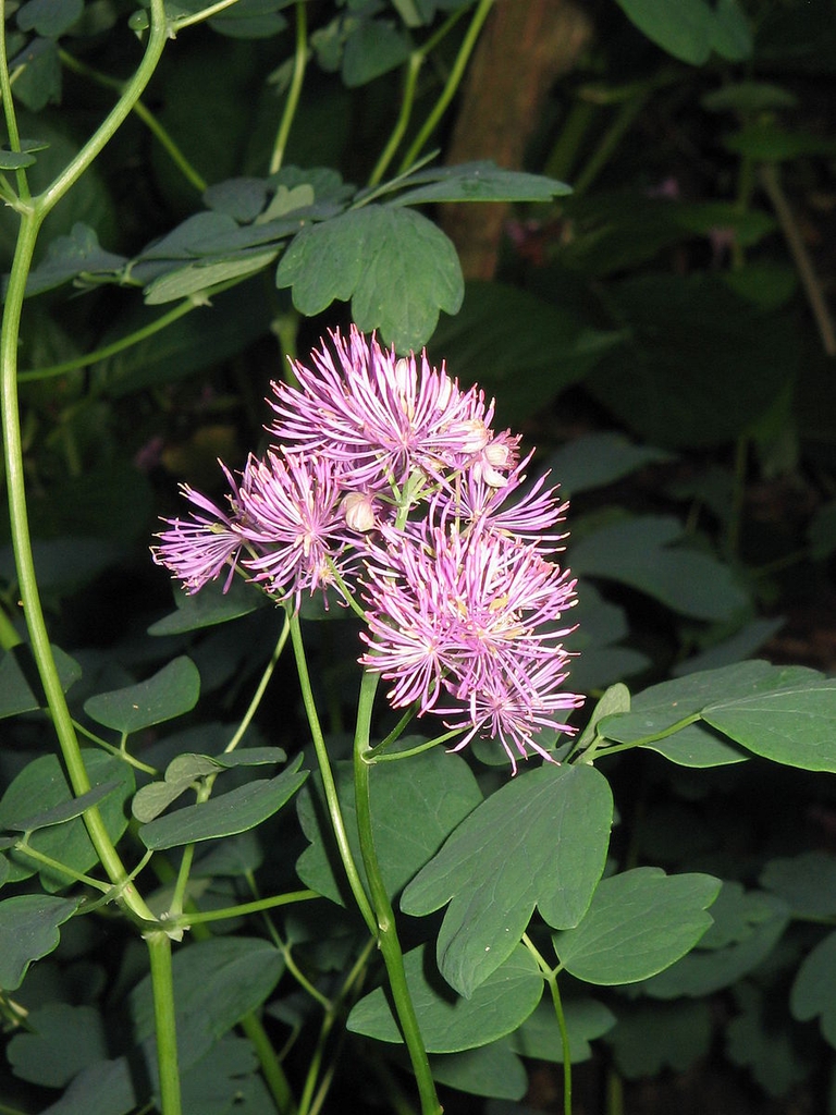 Thalictrum aquilegifolium
