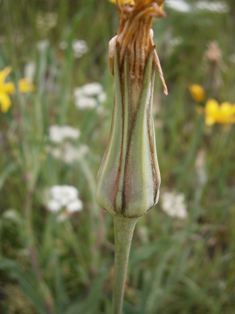 Tragopogon pratensis