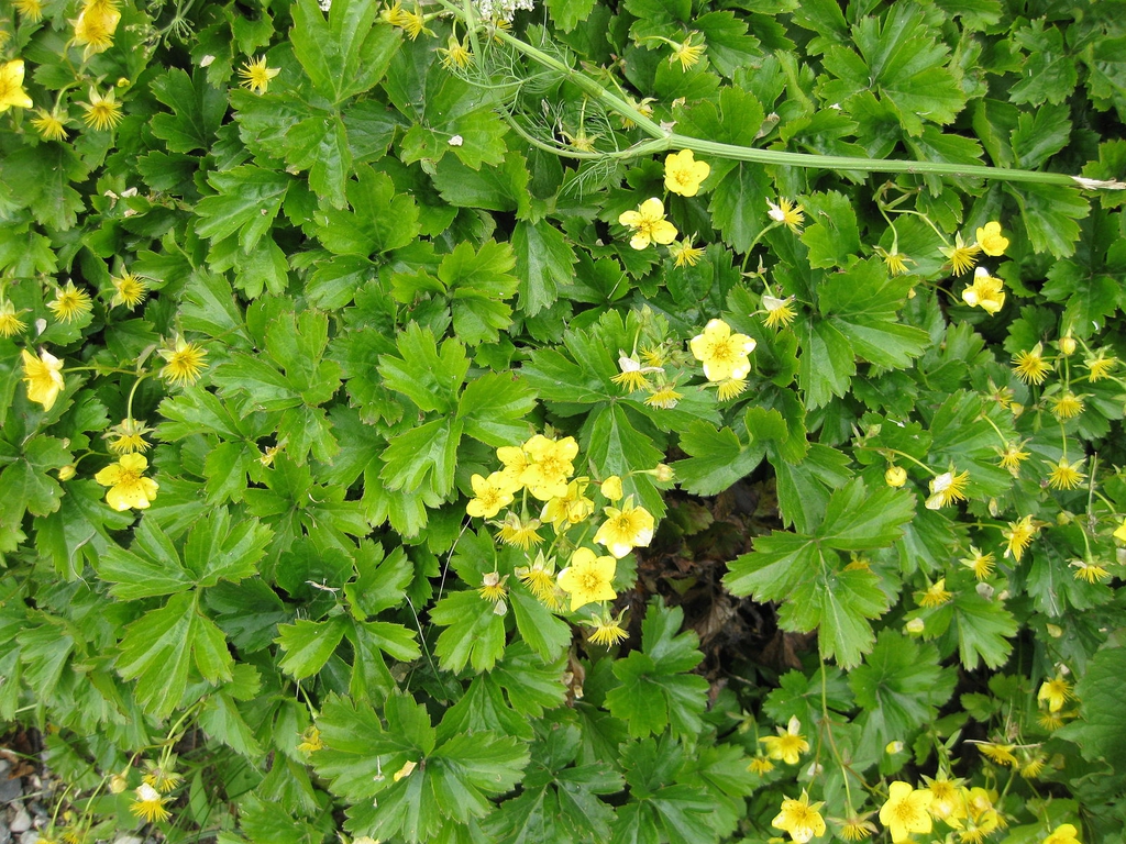 W. fragaroides