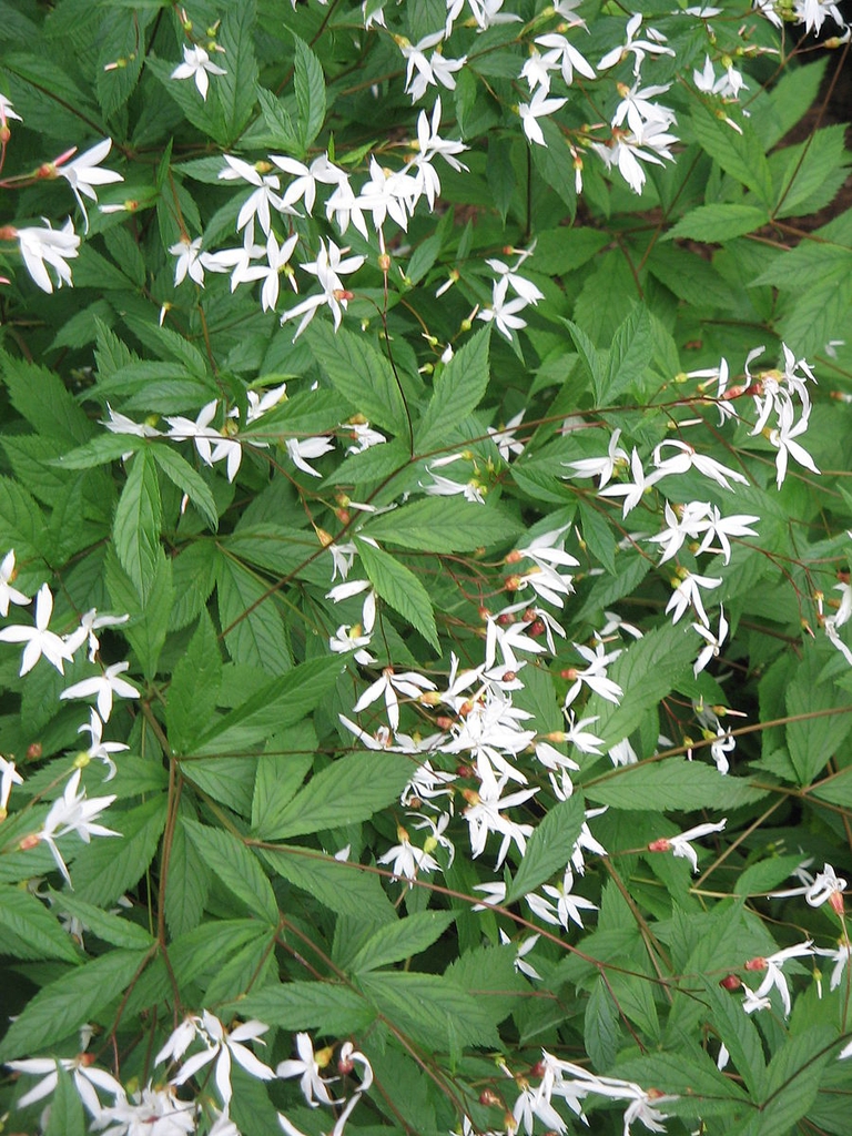 Flowers and leaves