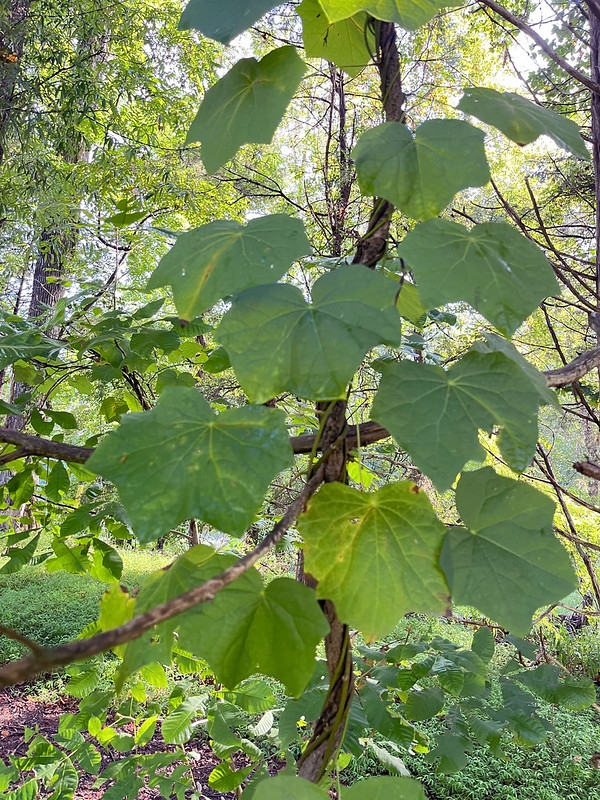 A twining vine with unusually lobed leaves