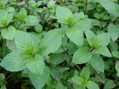 Leaves