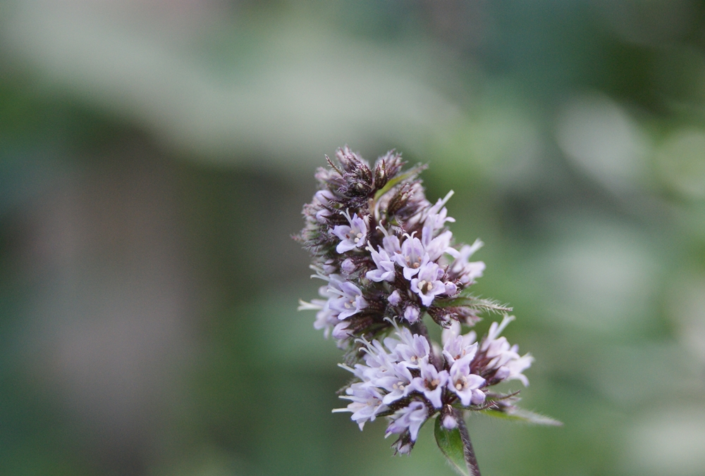 Close up of flower