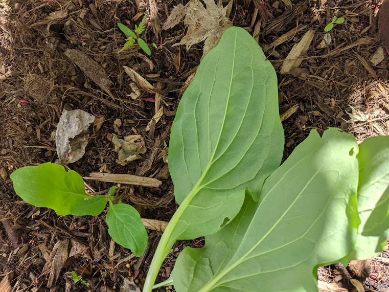Mertensia virginica
