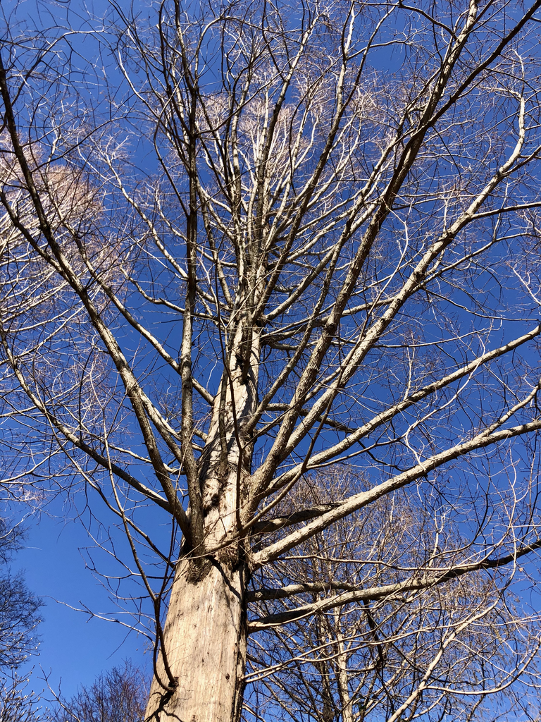 Metasequoia glyptostroboides