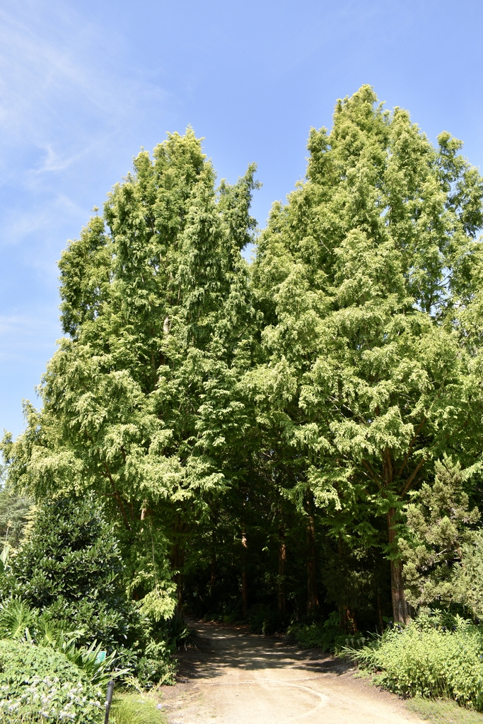Form - August - Wake Co., NC