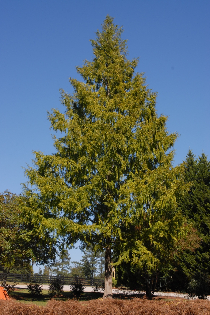 'Ogon' Growth Habit