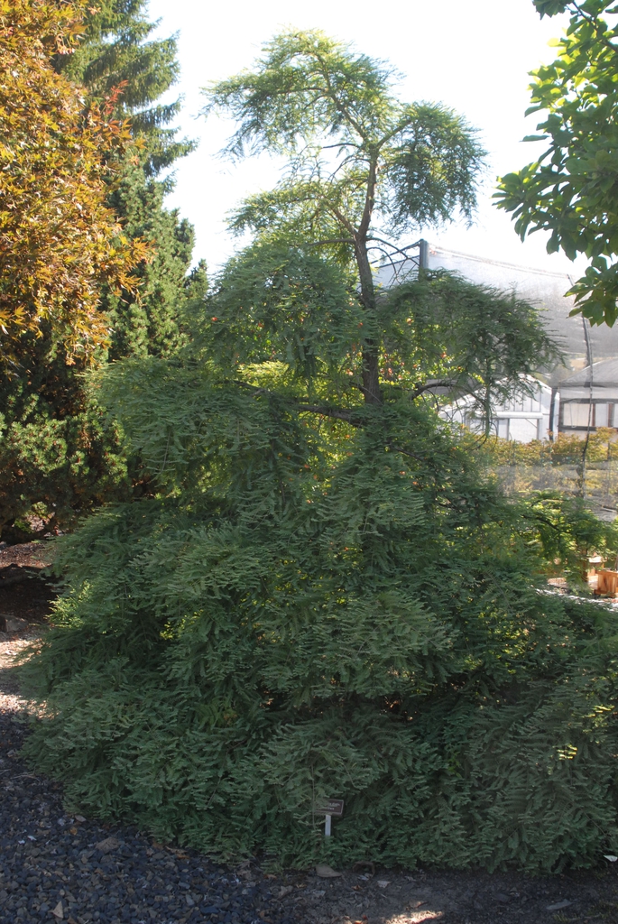 Metasequoia glyptostroboides
