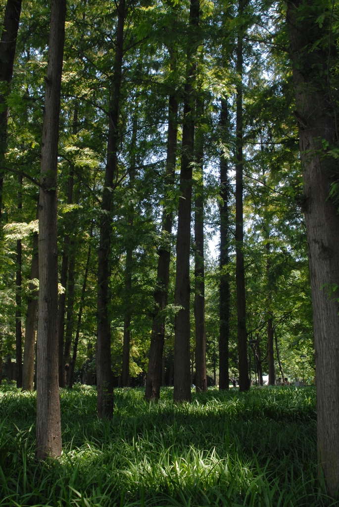 Metasequoia glyptostroboides