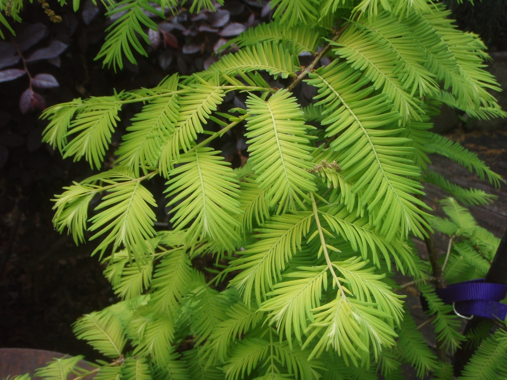 'Ogon' Leaf