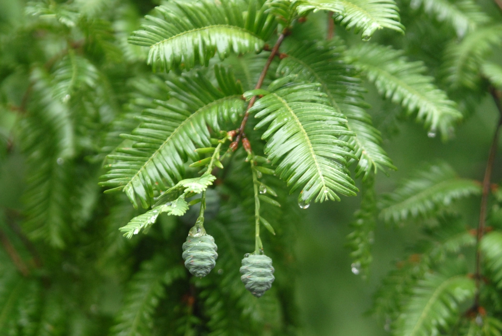 Metasequoia glyptostroboides