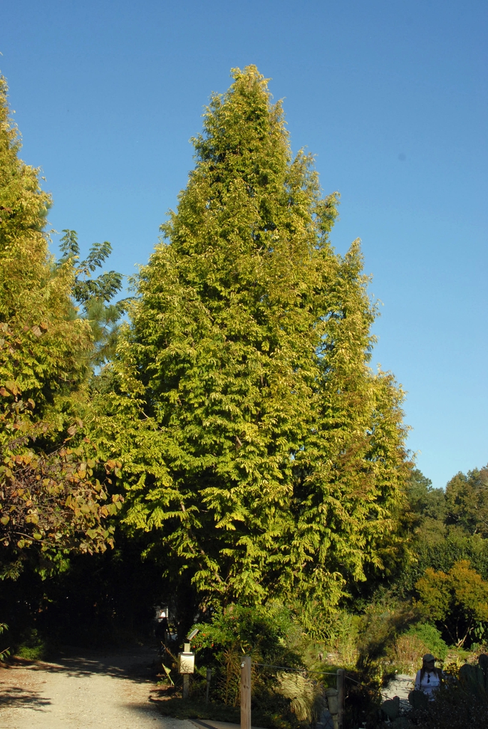 'Ogon' Tree