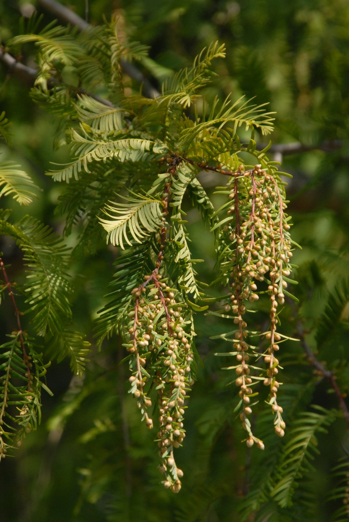 Metasequoia glyptostroboides