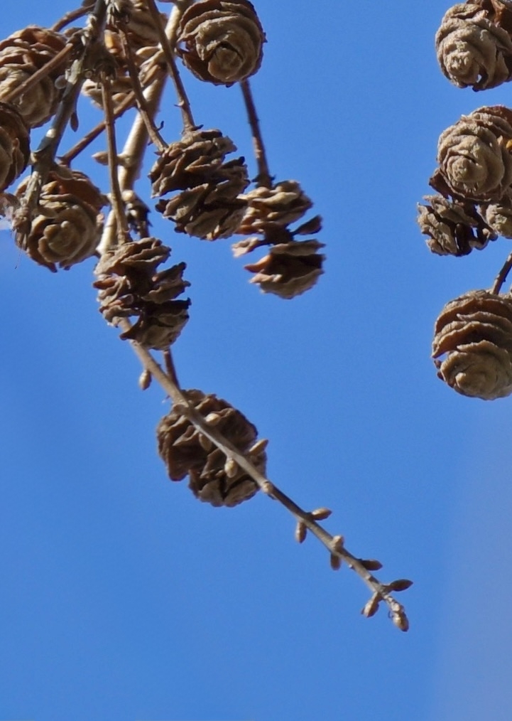 Metasequoia glyptostroboides living fossil female globular cones