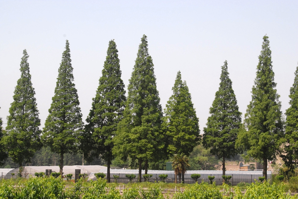 Tree Line