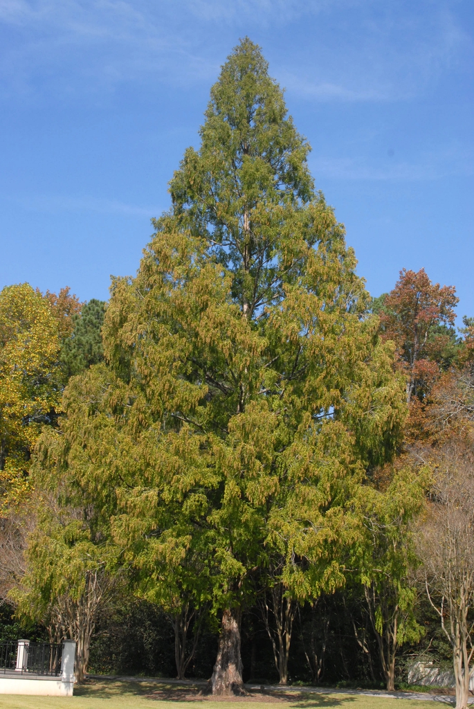 Metasequoia glyptostroboides