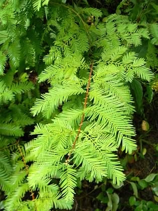 'Ogon' leaf, Buncombe Co. NC, early fall