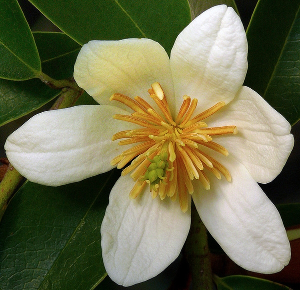 Michelia yunnanensis