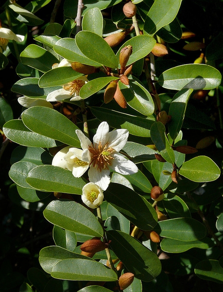 Michelia yunnanensis