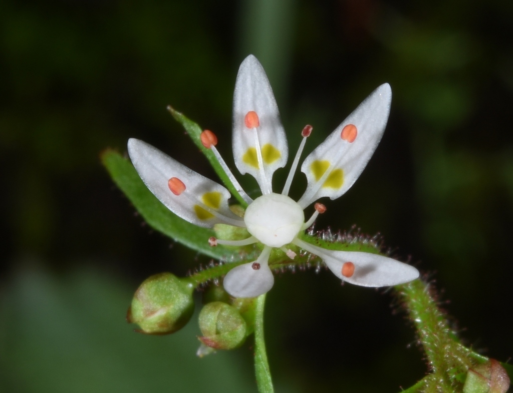 Close up of flower