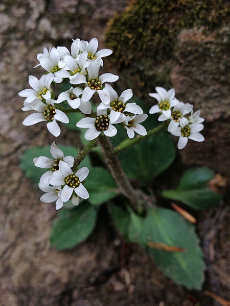 Micranthes virginiensis