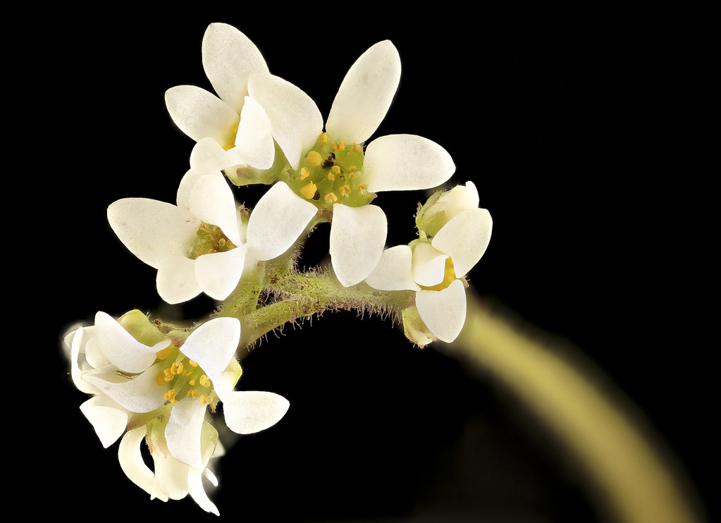 Micranthes virginiensis