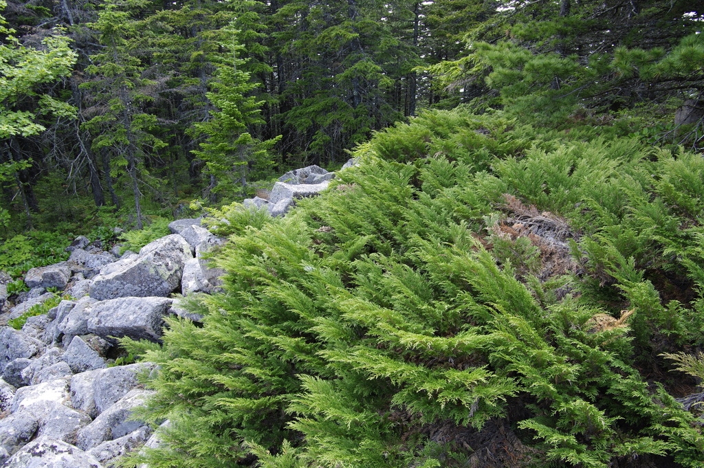 form of the plant growing over rocks