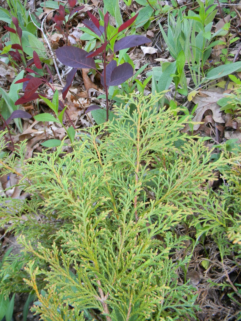 Microbiota decussata